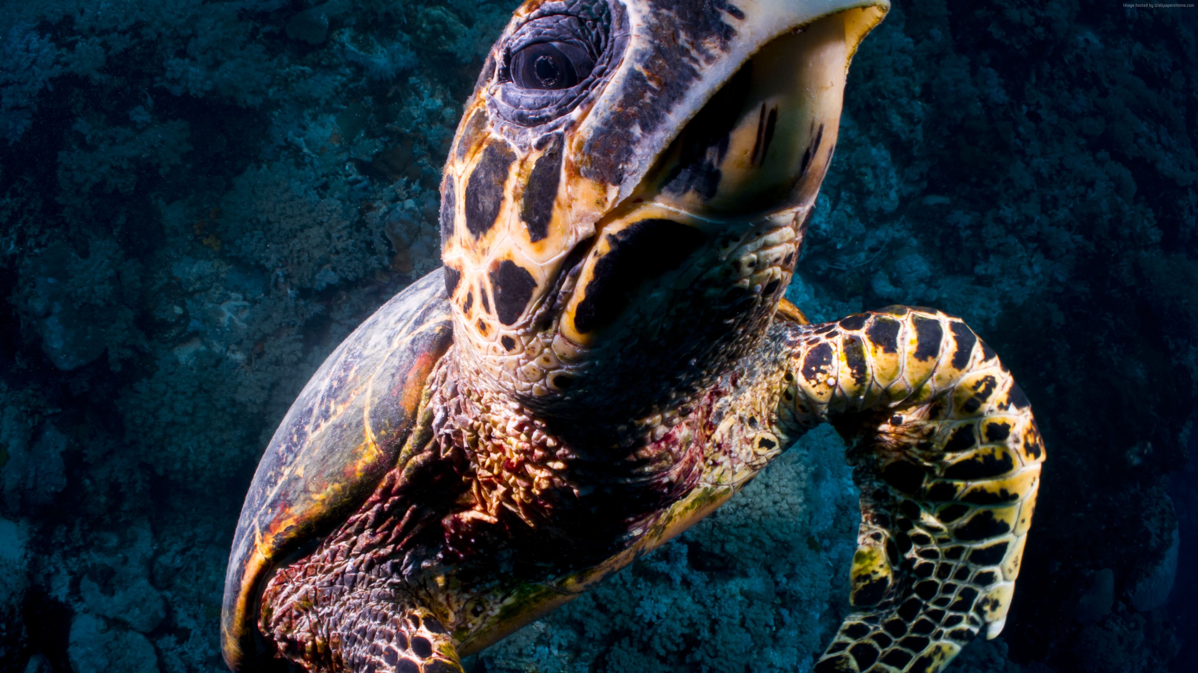 Wallpaper Turtle, Bloody Bay Wall, Little Cayman, Caribbean, , diving, tourism, sea, ocean, water, underwater, gopro, bottom, blue, Animals